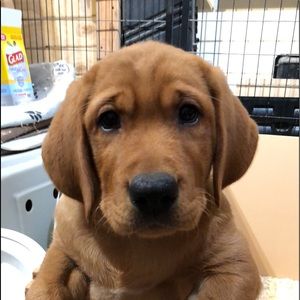 Meet your Posher, Lou